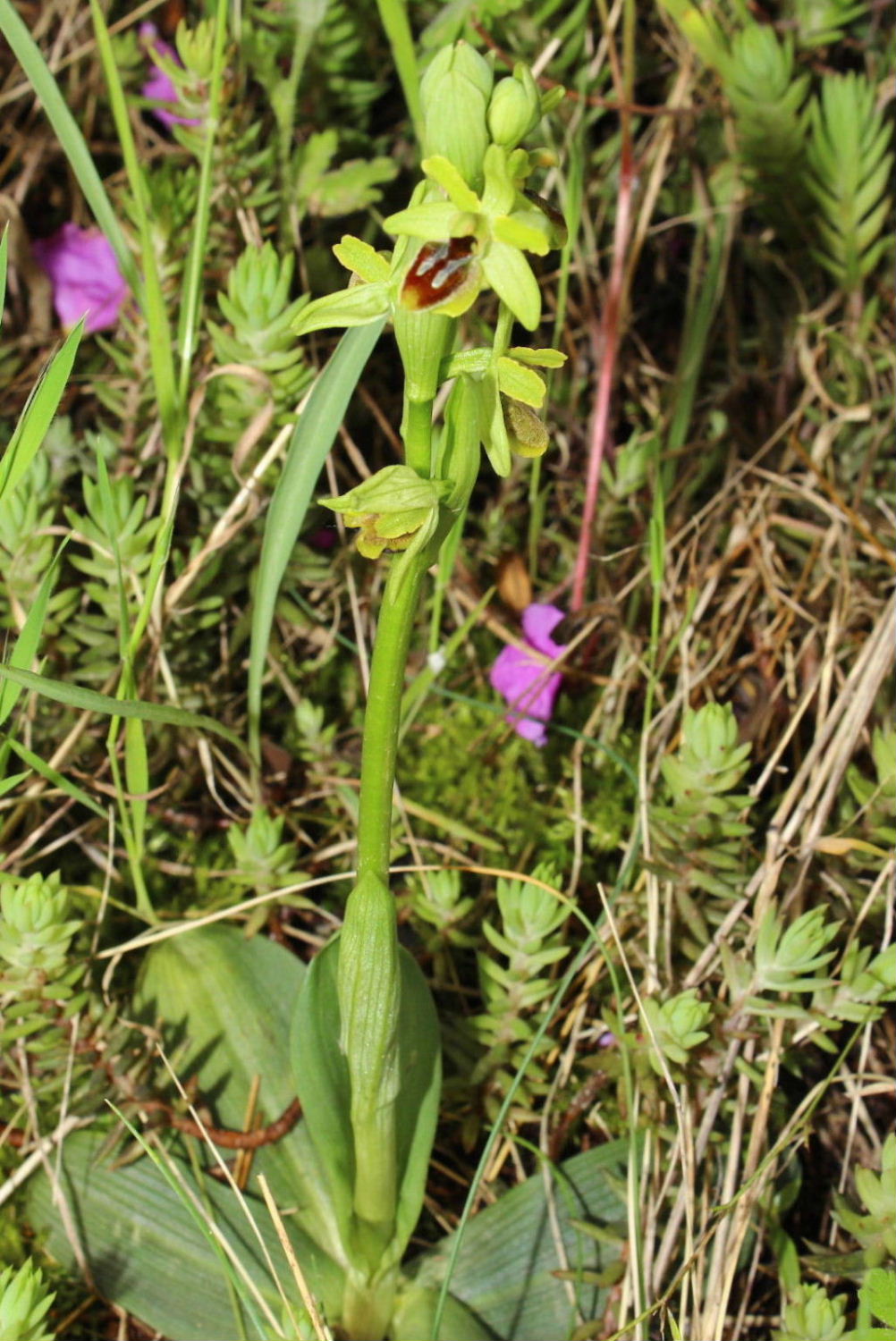 Orchidee dell''Imperiese